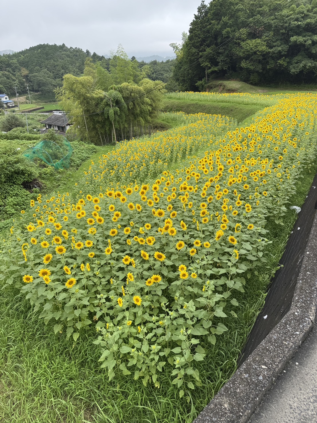 ひまわりが咲く中で査定訪問
